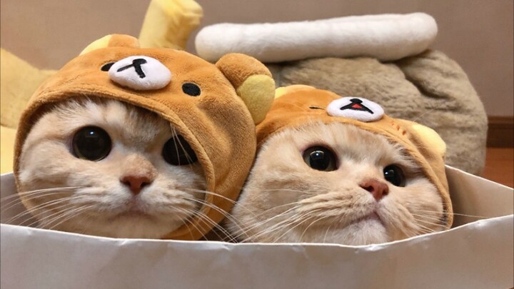Những bé mèo con đáng yêu thế này, tôi hôn một cái là chết cả ba luôn!