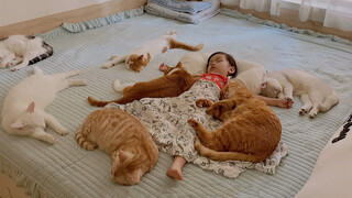 Later, the two cats adopted are like staying together