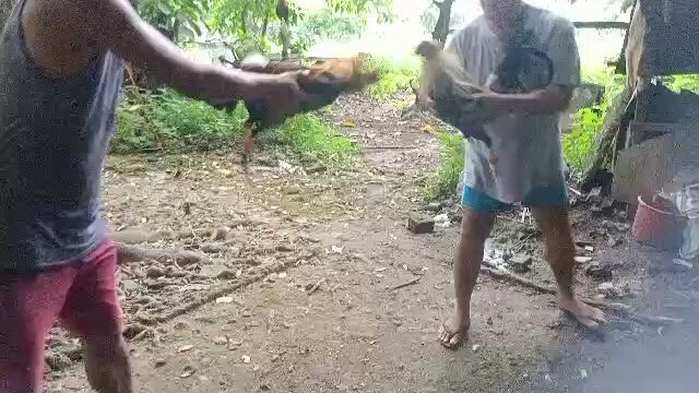 spark grey vs sweater kelso