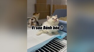 Mất TT quá huhu …. mèo cat cute YourBestFriend TikTokDieuKy