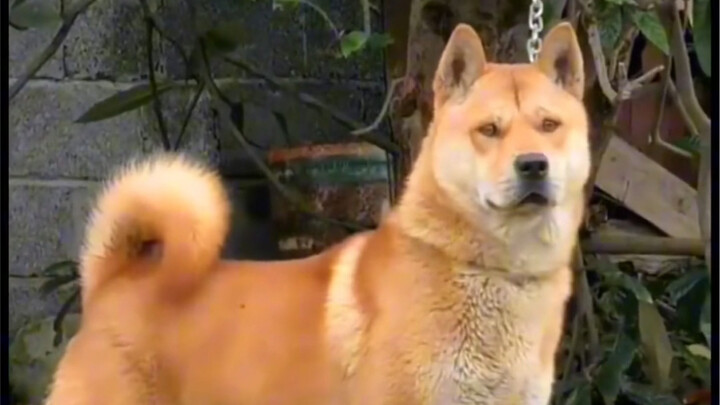 Perbandingan anjing kampung setelah dewasa