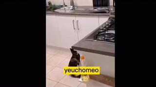 =))))như giặc