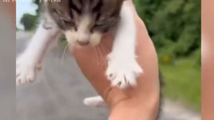 Sebuah padang rumput yang sangat ajaib~ padang rumput tempat kucing tumbuh