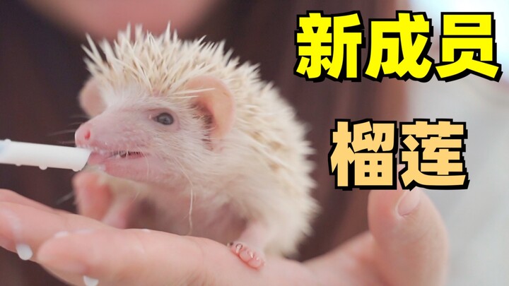 A little hedgehog showed up at home and totally stole the human’s heart—she’s even ignoring the cat 