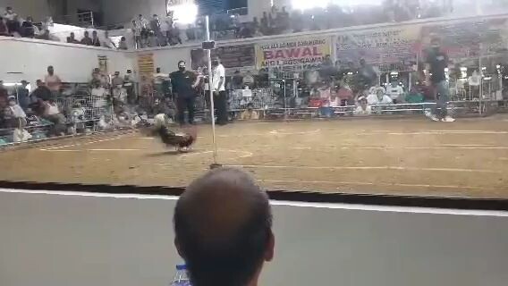 fastest kill pa nga doblado manok ko jan pero saglit lang kalaban