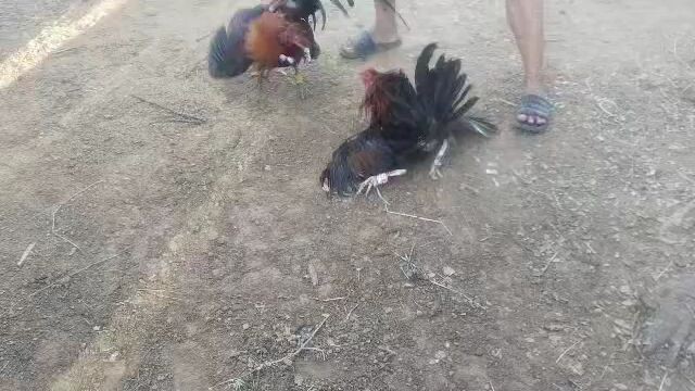 galing ng kalaban..napilayan yung alaga.ko🤣🤣