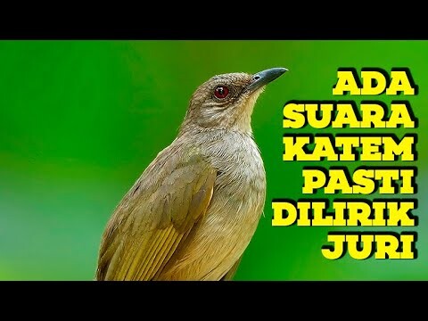 Masteran Kapas Tembak Gacor 100% AMPUH BUAT MASTERAN KICAU JUARA ANDA, TERBAIK 2022 !!!
