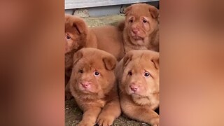 Ai làm gì mà mặt nhăn thế kí 🤔🤔 dog cho hoiyeucho yeuchoco thucung cậuvàng xuhuong