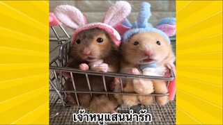 สัตว์เลี้ยงเพื่อนขนปุย : เจ้าหนูแสนน่ารัก