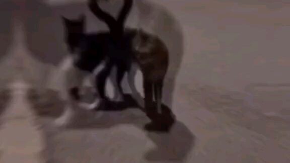 lý do tui thik neko