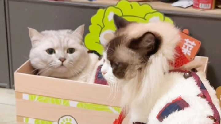 Chị ơi~ Chị không cướp chỗ ngủ của em đâu nhỉ?