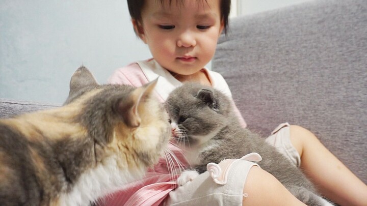 A naughty kid tries to take a baby kitten home as a toy, and the mom cat nervously follows behind!