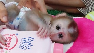 Little baby mino monkey on with diaper