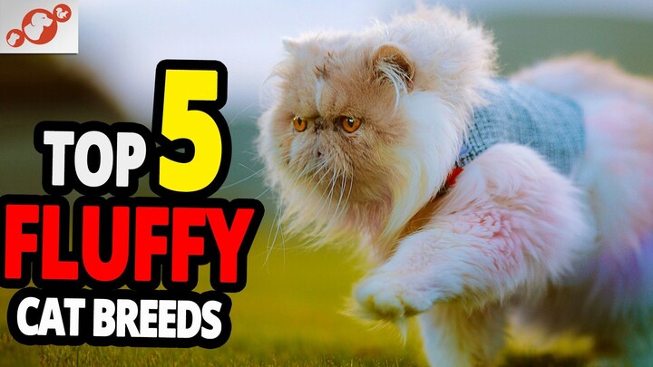 🔥🐈TOP 5 Most Beautiful Fluffy Cats In The World! #Cats #FluffyCats