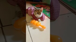 cobain es krim kakak #shorts #cat #kucinglucu #shortsvideo #kucing #kucinggemoy