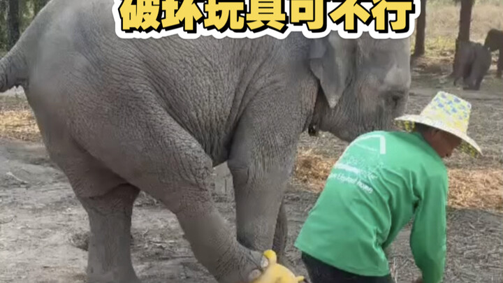 So much fun 🤣 The little elephant won’t let its toys get broken…