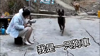 What's the point of eating in this situation? Eat dog meat, hahaha