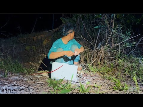 12h Săn Đêm Cắm Câu Cá Lóc Ở Vùng Biên Giới Tây Nam