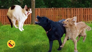 Try Not To Laugh Dogs And Cats 😁 - Best Funniest Animals Video 2023