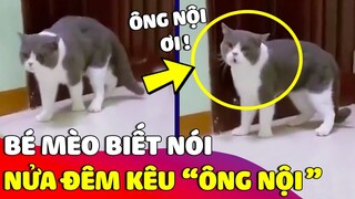 Nửa đêm chú mèo kêu 'ÔNG NỘI ƠI' khiến ai nấy xem được đều 'SỞN DA GÀ' vì quá giống 😅 Gâu Đần