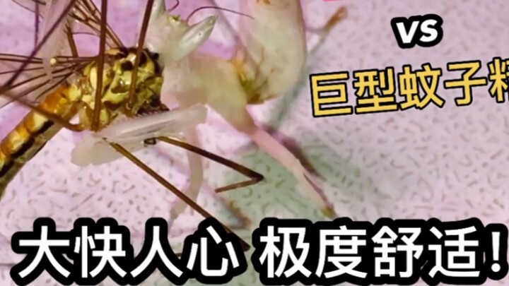 Nyamuk yang lebih besar dari koin! Menangkapnya hidup-hidup dan memberikannya ke belalang sembah sun