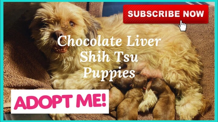ADOPT ME! Chocolate Liver Shih Tzu Puppies | SUPER MARCOS VLOG