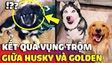 Nhà nuôi 1 chó Golden và 1 chó Husky, con Sen cười ra nước mắt trước kết quả VỤNG TRỘM 😅 | Gâu Đần