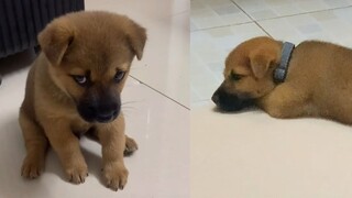 [Satwa] [Aneka satwa] Anjing menyalahkan tuannya ketika jatuh dari kursi