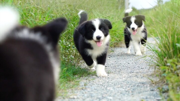 [Border Collie Vlog] Virtual Dog Snuggling: Humans Need Puppies, and Puppies Light Up the Planet!