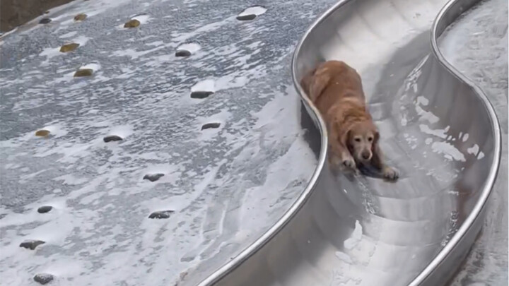 This clever pup’s mastered skiing—and even knows how to wait in line!