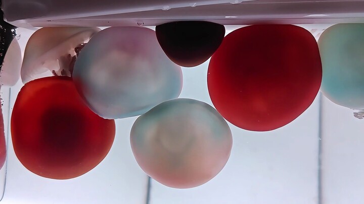 แมงกะพรุนประชุม