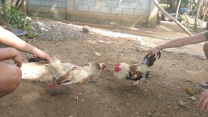 after breeding mahina na ang tuhod