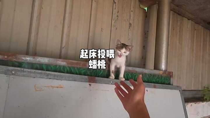 Giải cứu Mimi......