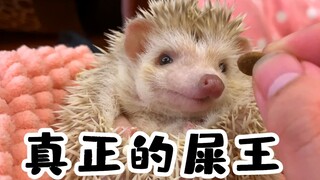 [Pulling Grass] Do you really want to raise an African mini hedgehog?