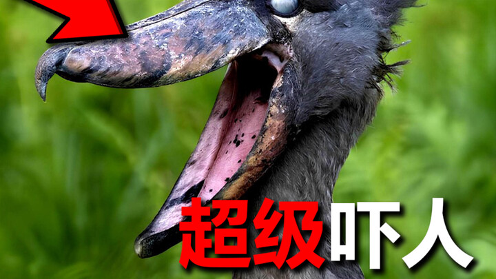The Scariest Bird Call