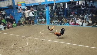 Mandaluyong Cockpit 2 cock ulutan Champ. 1st Fight