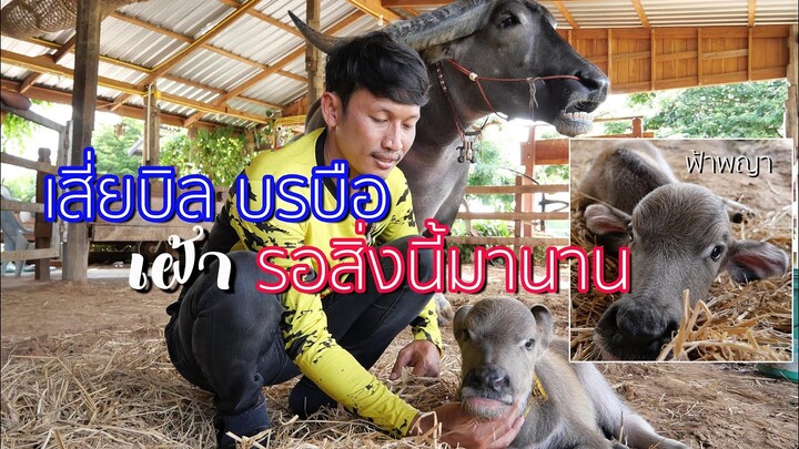 "ฟ้าพญา" ลูก แม่นางพญา X พ่อฟ้าประทาน ลูกควายที่ - เสี่ยบิล บรบือ - รอมานาน