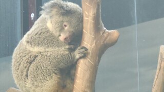 Menimbang Koala: Tanpa Cabang, Hanya Pelukan