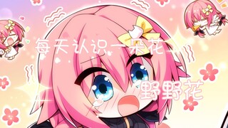 每天认识一种花之野野花