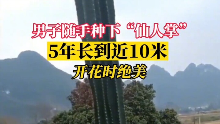 A “cactus” casually planted by a man at his doorstep grew nearly 10 meters tall after five years...