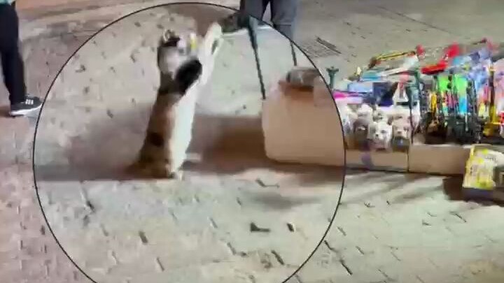 The little kitten was playing with a bird toy at a roadside stall, and the stall owner watched silen