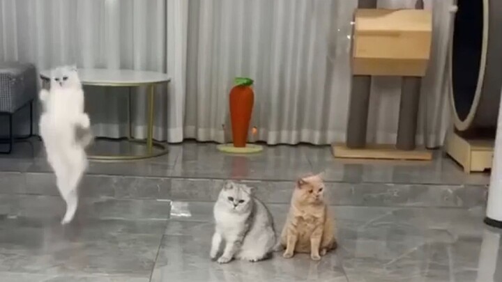 Master and Three Kittens Playing Shuttlecock