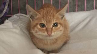 【Cat】Street cat was found and saved