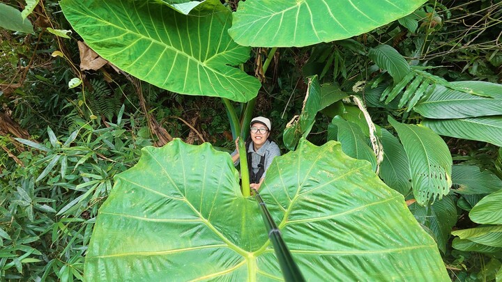 Encountered a Giant Plant! Are the Wild Herbs by the Roadside in Guangxi Taller Than Me?