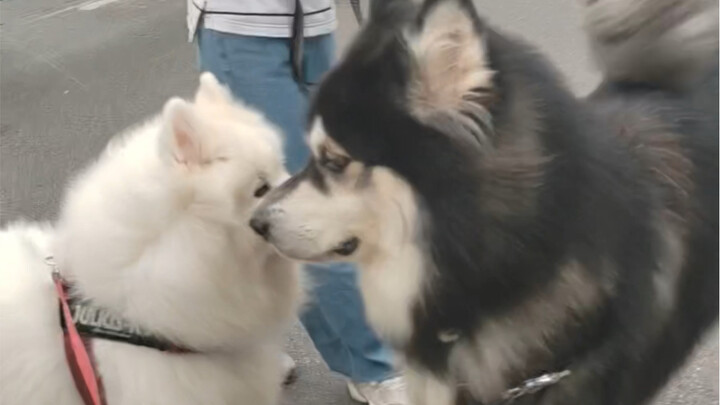 Alaskan so với Samoyed, cuối cùng tôi cũng hiểu tại sao Samoyed chỉ là giống chó cỡ trung bình...