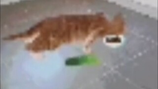 Cats with memes that can supposedly cure cerebral palsy