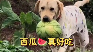 西瓜🍉真好吃