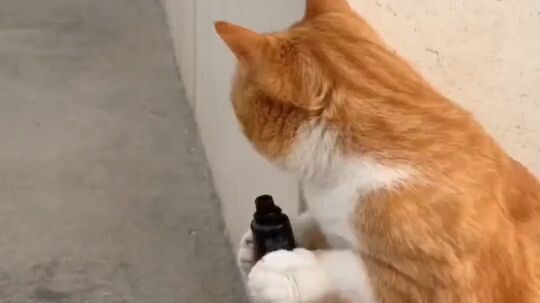 Cat 🐈set a ink Prank on kitten🐾😹