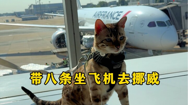 Taking eight cats on a flight to Norway!
