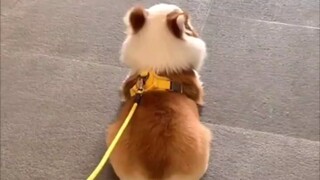 Seberapa kuat gen Corgi